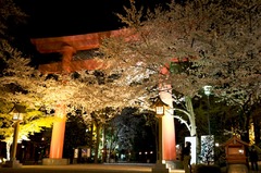 夜桜その1