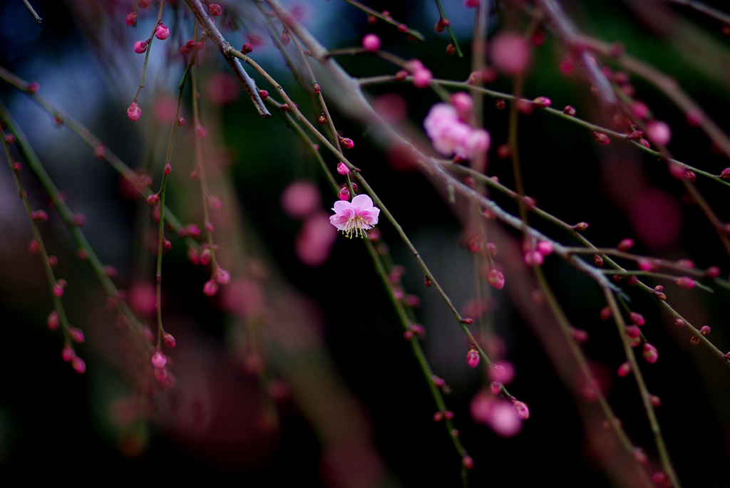 IMGP9427p3