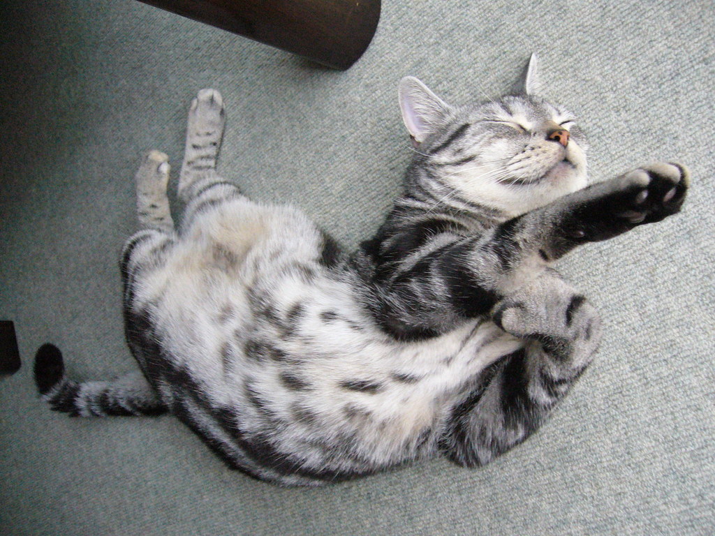 猫が見た夢