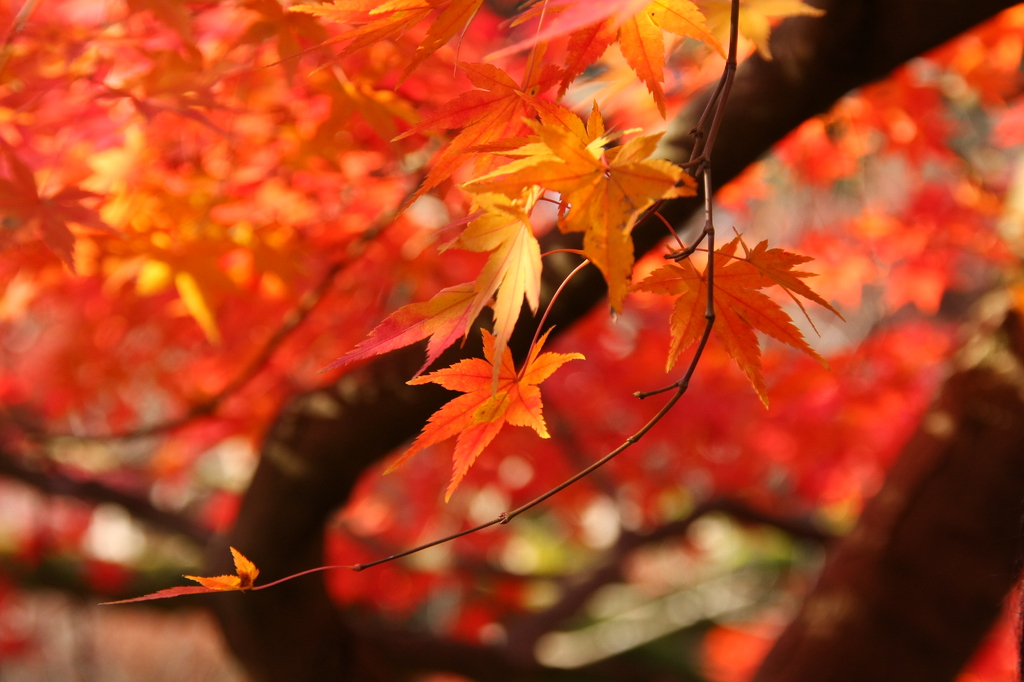 紅の世界