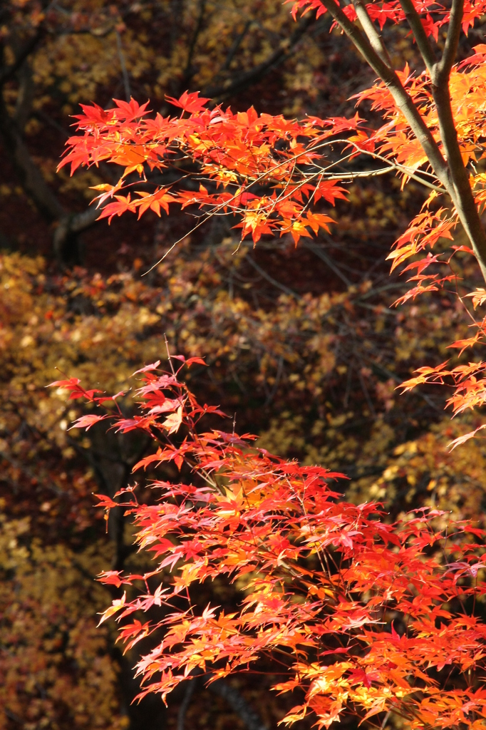 紅葉