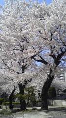 四谷の桜