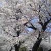 四谷の桜