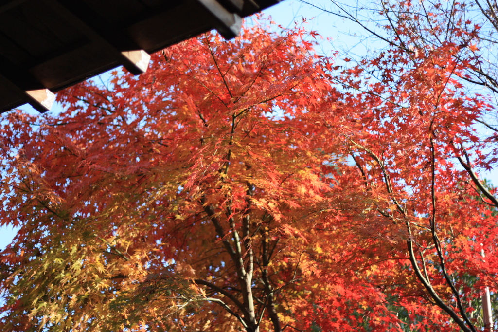 秦野のみかん狩りの受付所の紅葉