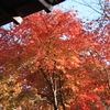 秦野のみかん狩りの受付所の紅葉