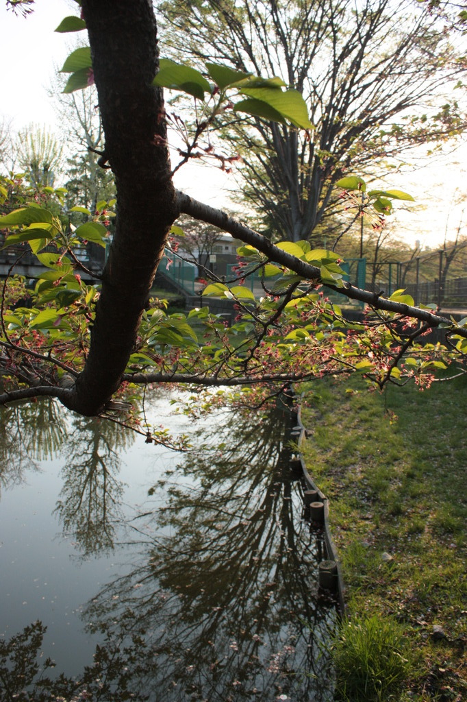 弁天橋公園の池