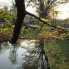 弁天橋公園の池