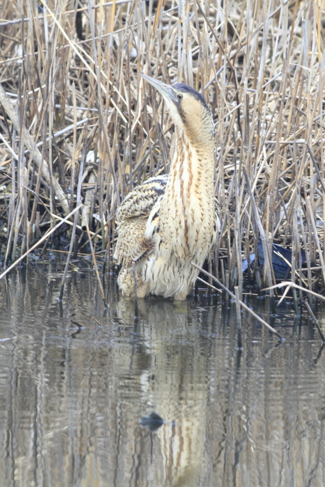 ｻﾝｶﾉｺﾞｲ3