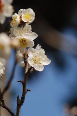 岡本梅林公園1