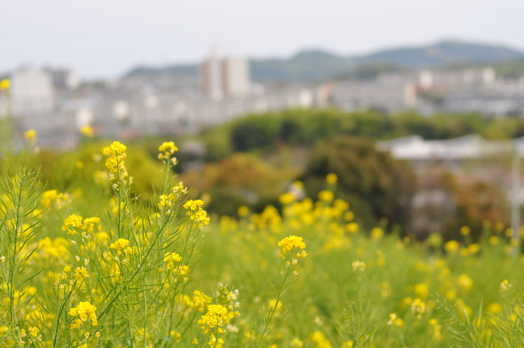 菜の花畑