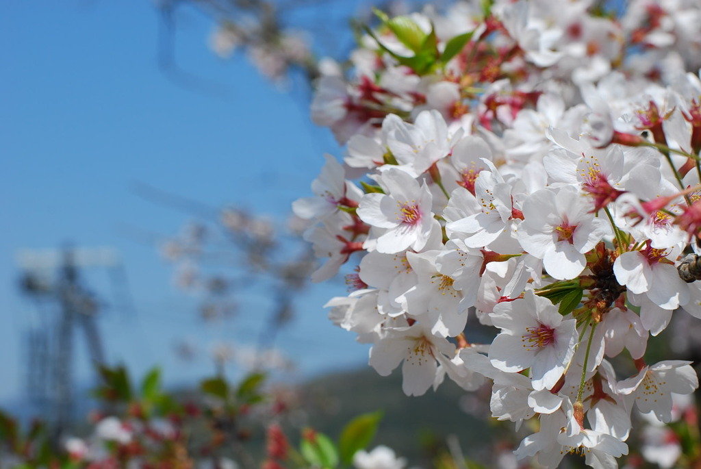 京都のインクラインの桜