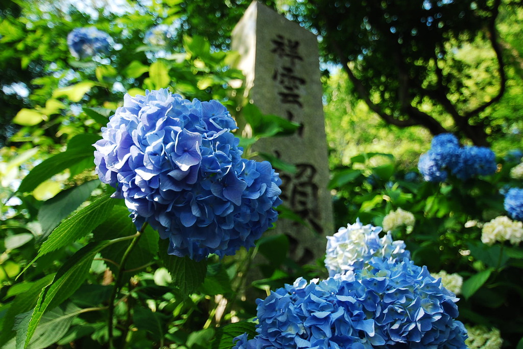 紫陽花寺の紫陽花！！パートⅡ