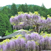 藤の花　2