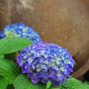 紫陽花