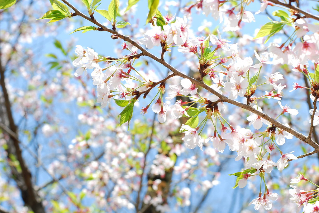 葉桜。