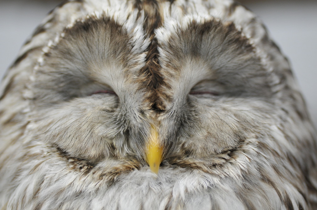 眠りの梟