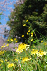 野に咲く花もいいですね～！！