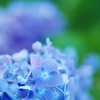 紫陽花寺の紫陽花！！パートⅢ
