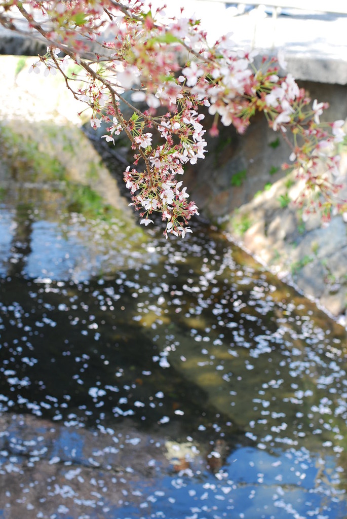 哲学の道の桜パート３