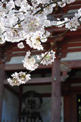 醍醐寺の仁王門と桜