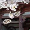 醍醐寺の仁王門と桜