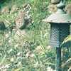 愛宕念仏寺～トイカメラ～