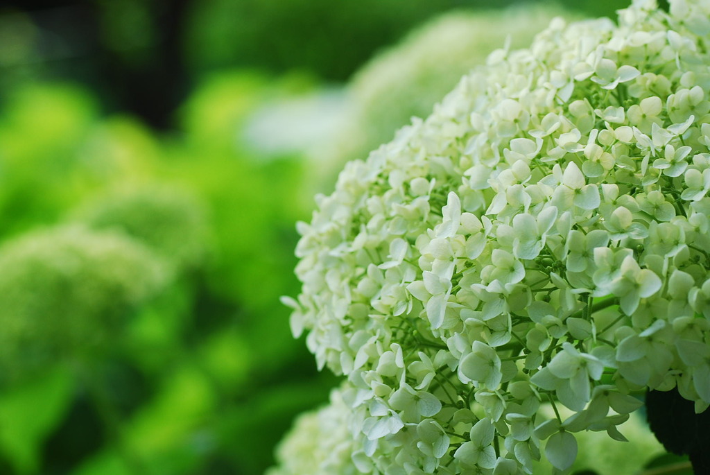 紫陽花寺の紫陽花！！パートⅤ