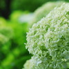 紫陽花寺の紫陽花！！パートⅤ