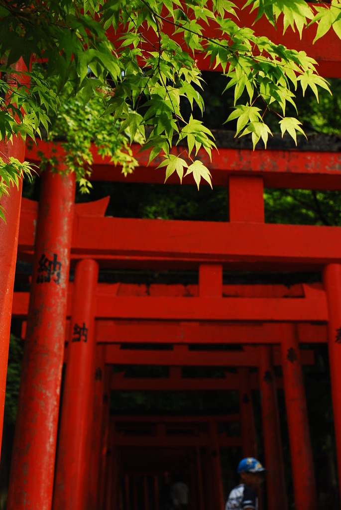 新緑の紅葉