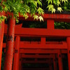 新緑の紅葉