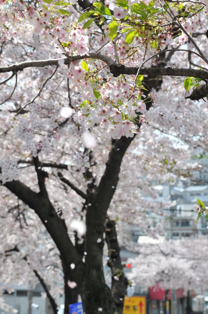 散りゆく桜