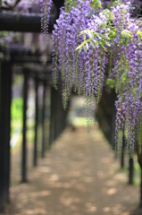 藤の花