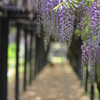 藤の花