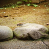 湯島天神の雀