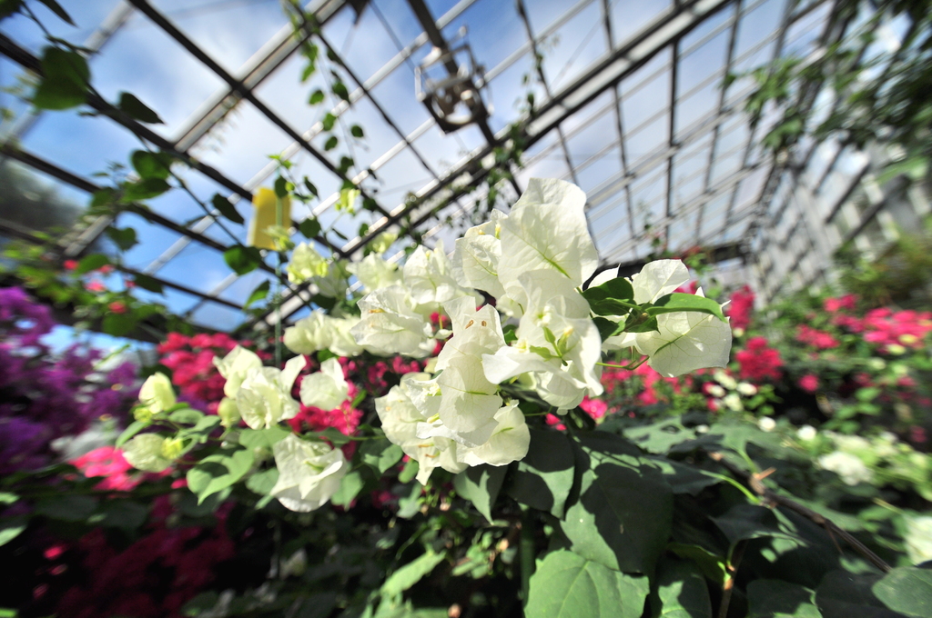 植物園の花