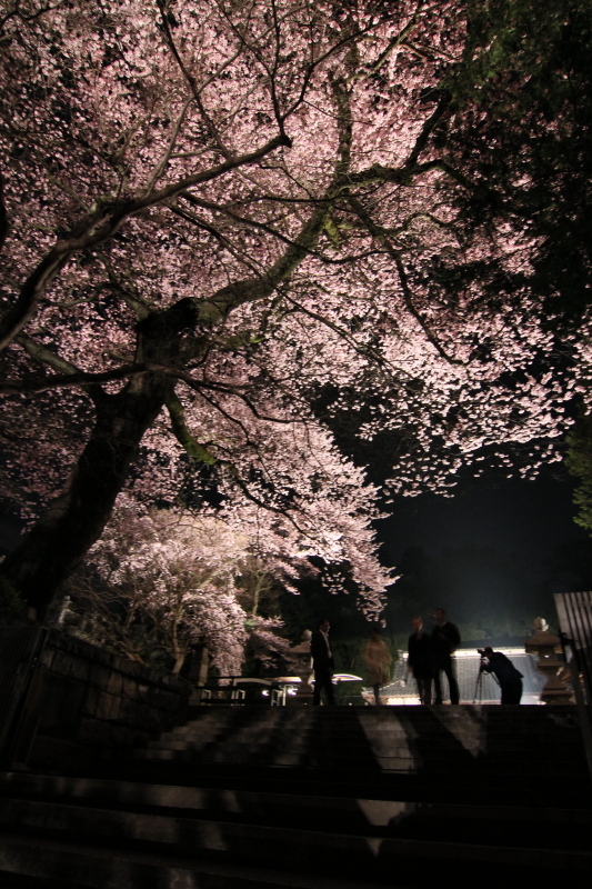 慈光寺の夜桜　宇都宮