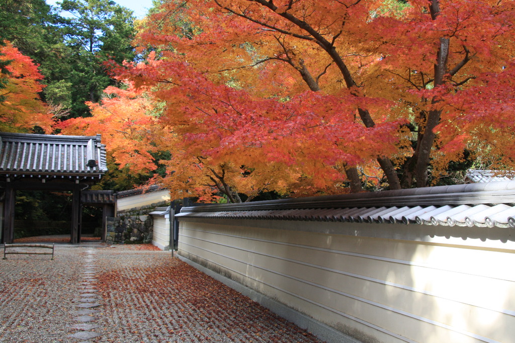 円照寺　紅葉