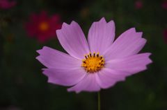 コスモス