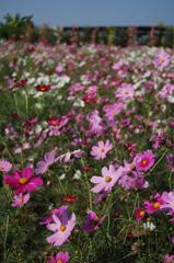 コスモス