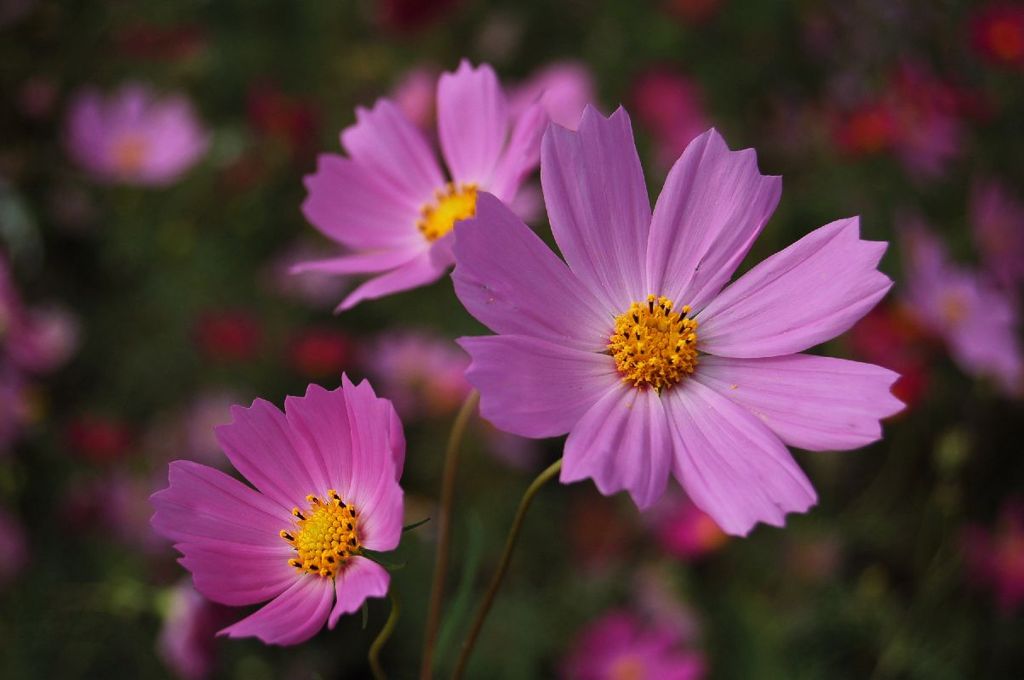 コスモス
