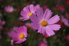 コスモス