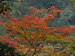 紅葉