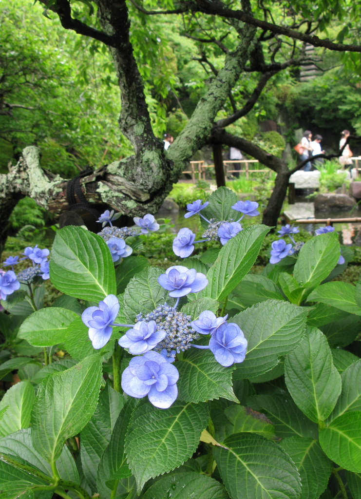 紫陽花日和