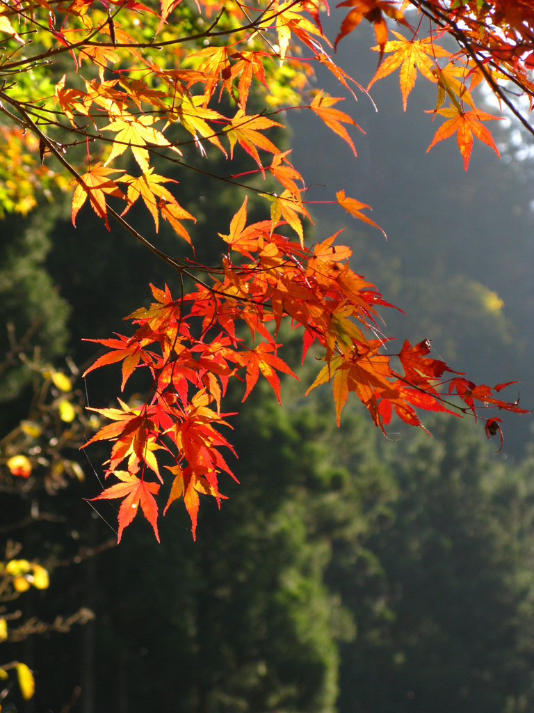 紅葉