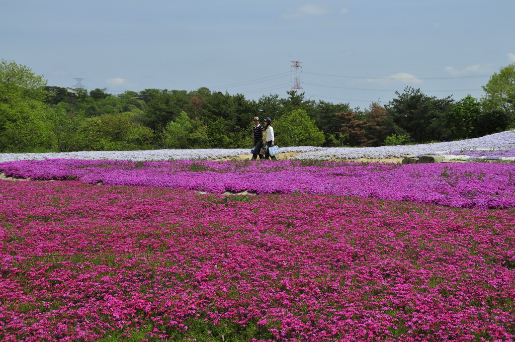 花絨毯2