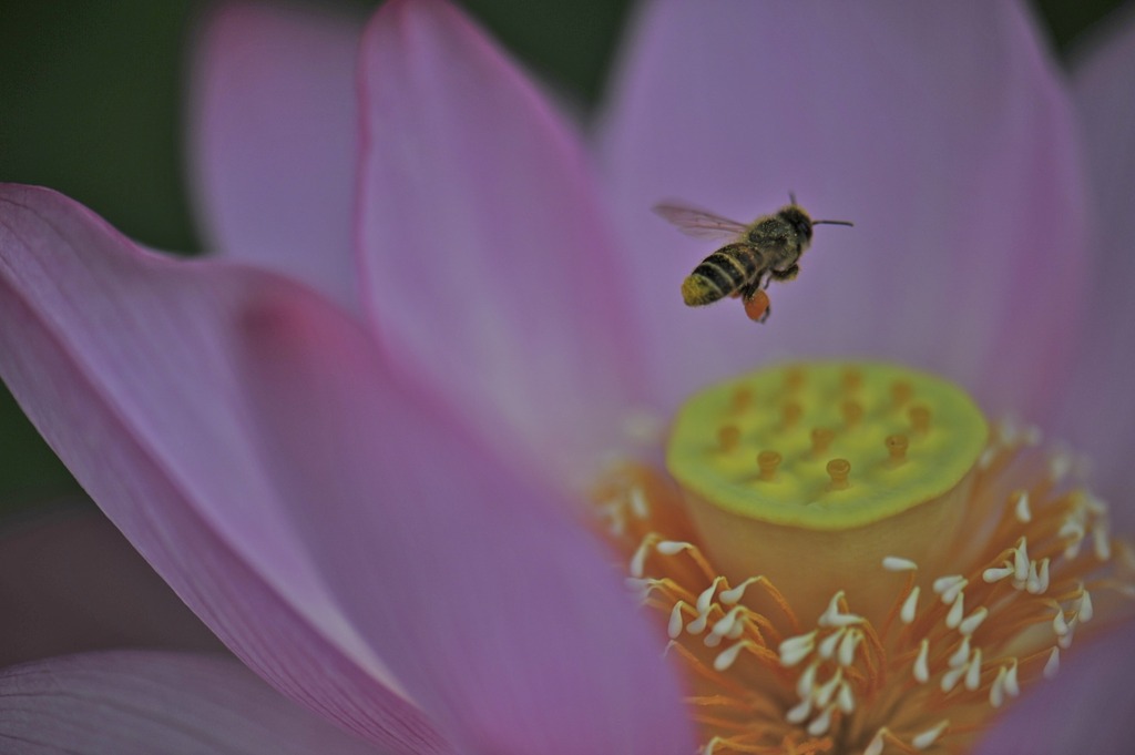 古代蓮と蜜蜂...