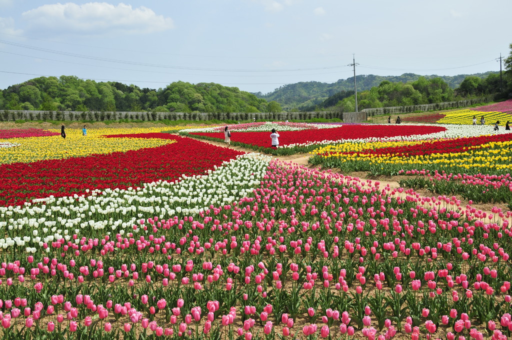 花絨毯