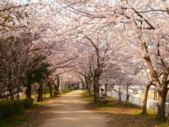 須磨桜