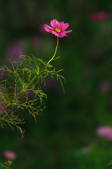 Cosmos in the pin-light