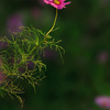 Cosmos in the pin-light